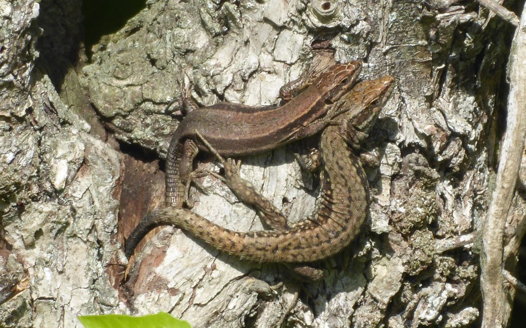 Lizards in France: A Guide to Your Garden’s Most Elusive Residents