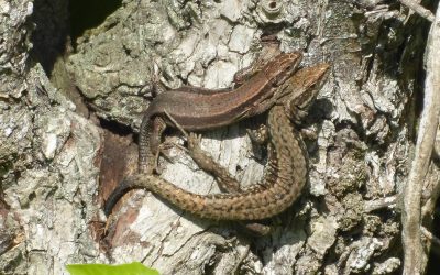 Lizards in France: A Guide to Your Garden’s Most Elusive Residents