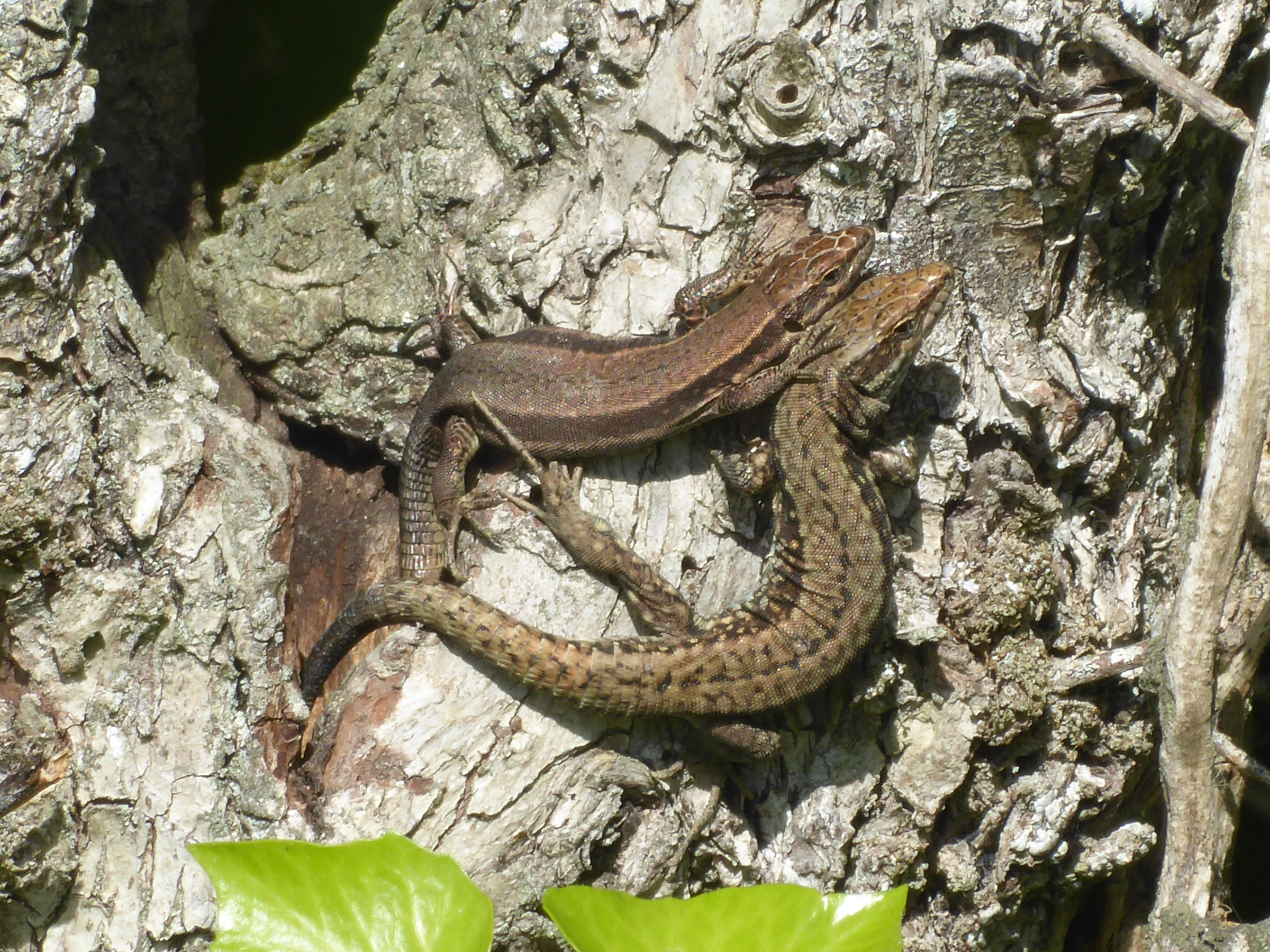 Male and female wall lizards in France