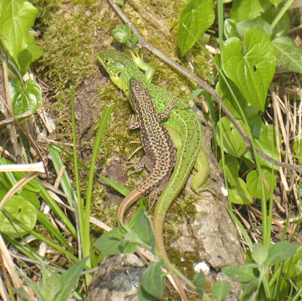 Giant green lizard in the balkans