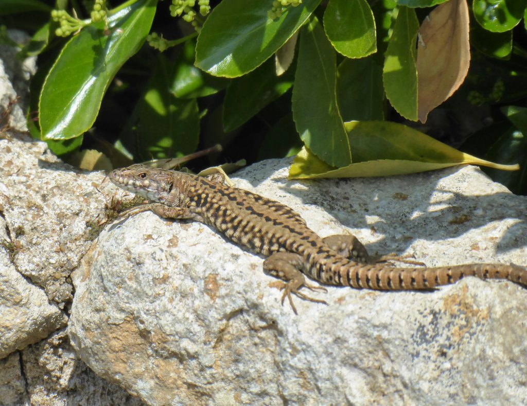 Male wall lizard sunbathing in France