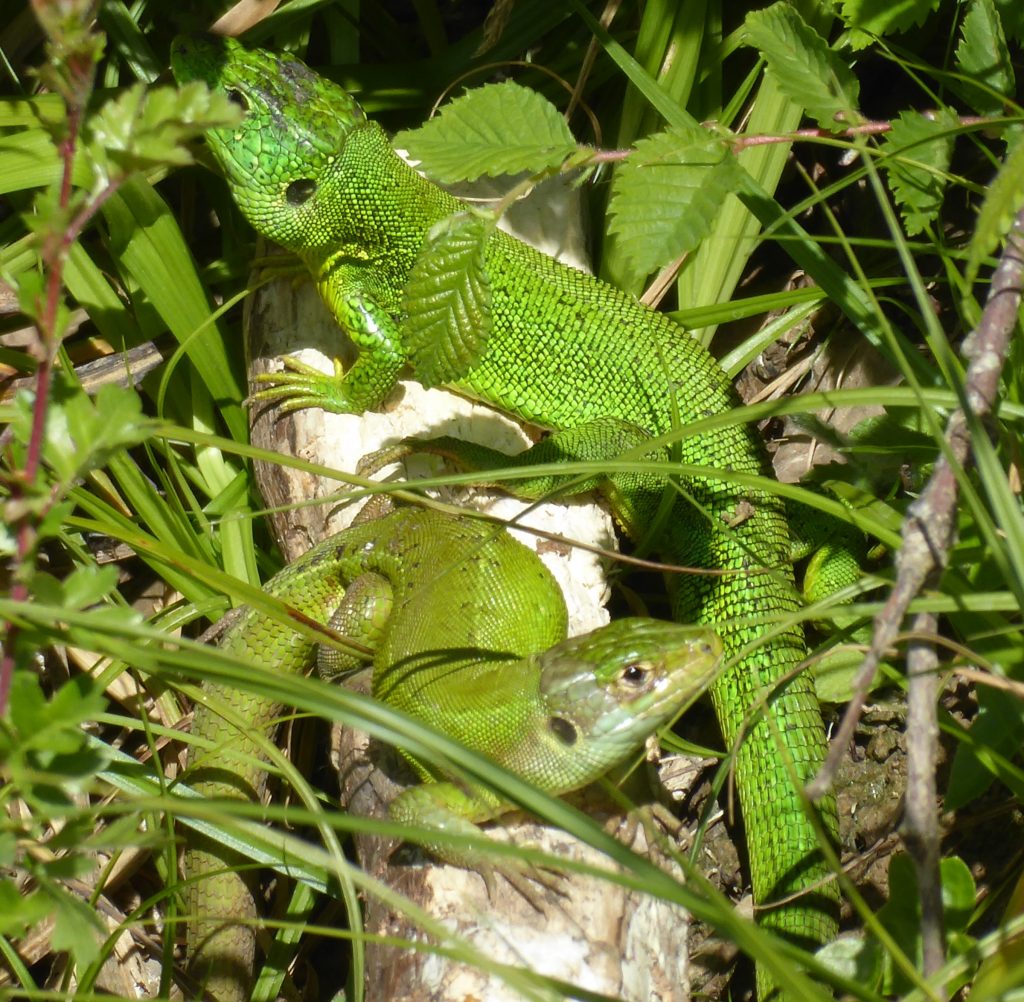 Green lizards in France in courtship phase
