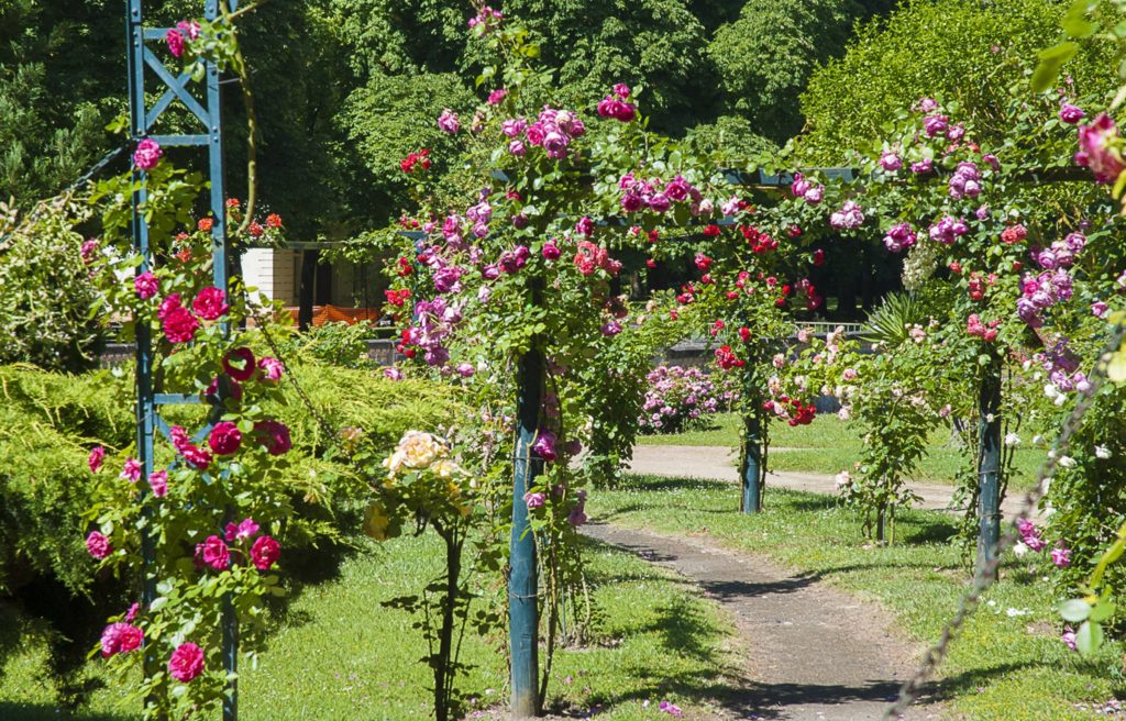 Richelieu, France, rose garden